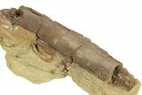 Hadrosaur (Edmontosaurus) Bone in Sandstone - Wyoming #265756-1